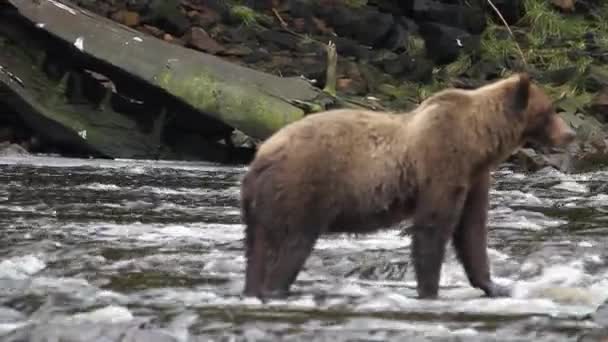 Björnar i Alaska — Stockvideo