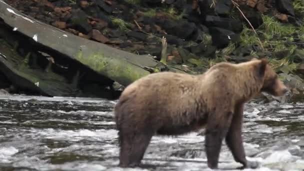 Beruang di alaska — Stok Video