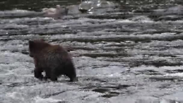 Αρκούδες στην Αλάσκα — Αρχείο Βίντεο