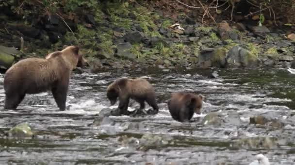 Bären in alaska — Stockvideo