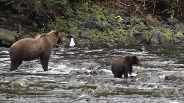 Bären in alaska — Stockvideo