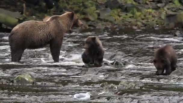 Bären in alaska — Stockvideo