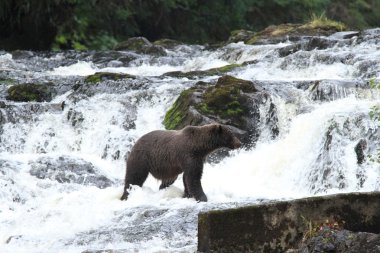 Alaska ayıları