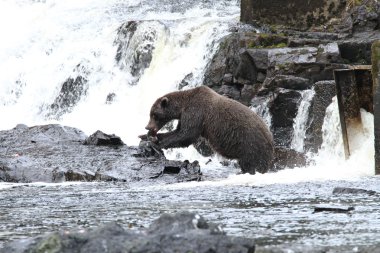 Alaska ayıları