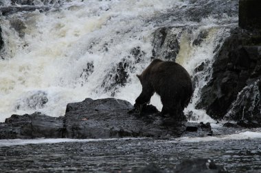 Alaska ayıları