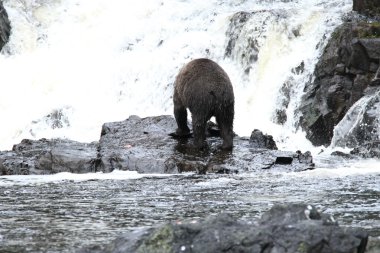 Alaska ayıları