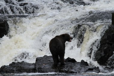 Alaska ayıları