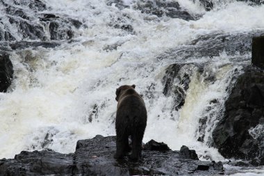 Alaska ayıları