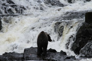 Alaska ayıları