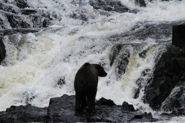 Alaska ayıları