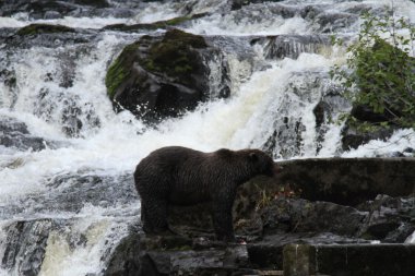 Alaska ayıları