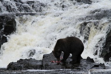 Alaska ayıları