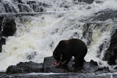Alaska ayıları
