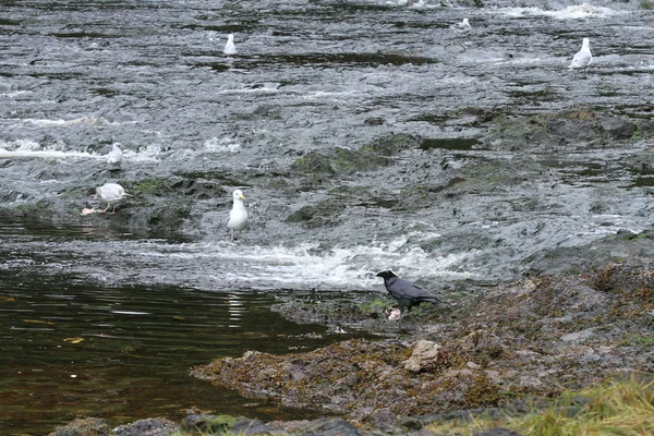 Alaska inre passage — Stockfoto