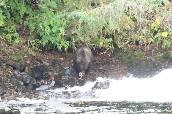 Osos en Alaska —  Fotos de Stock