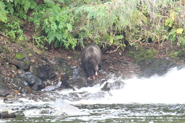 Björnar i Alaska — Stockfoto