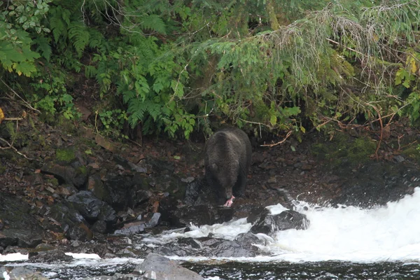 Bears in Alaska — Stock Photo, Image