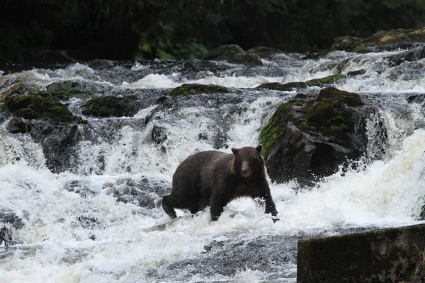 Bears in Alaska