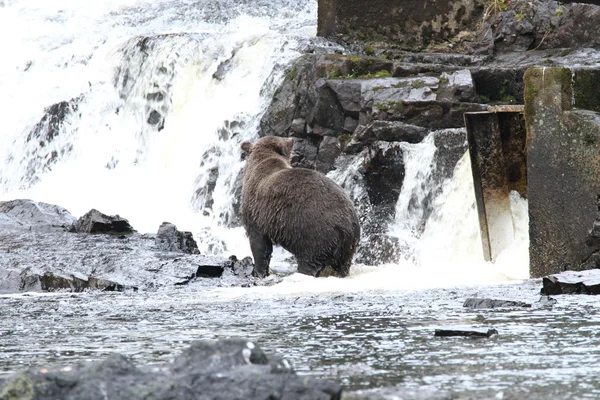 Osos en Alaska —  Fotos de Stock