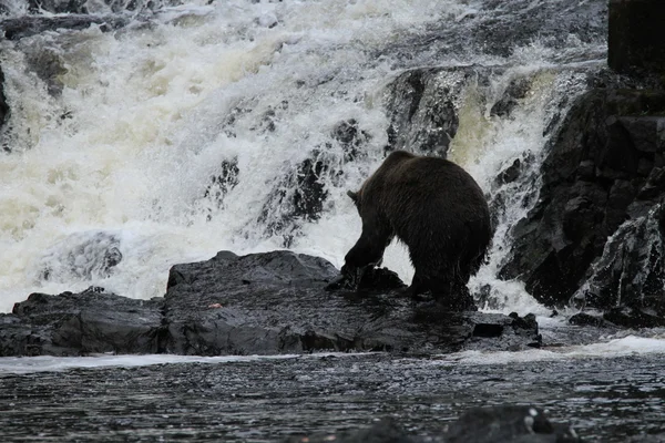 Orsi in alaska — Foto Stock