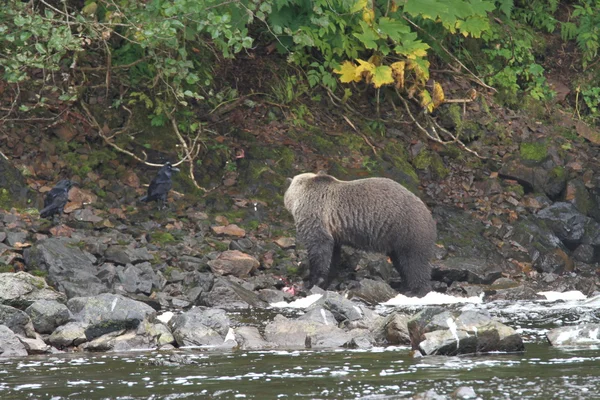 알래스카에서 곰 — 스톡 사진