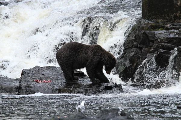 Beren in Alaska — Stockfoto