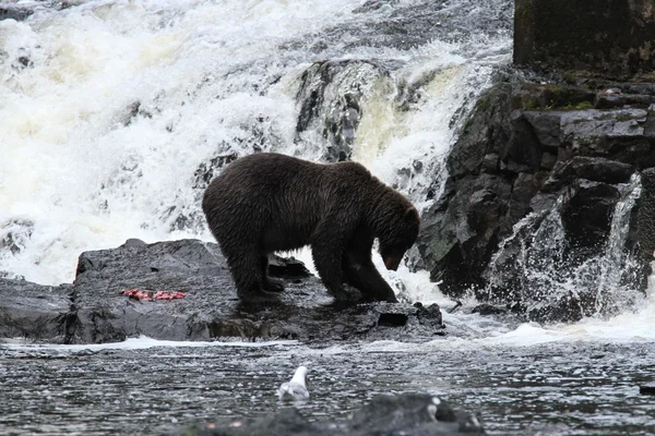 Osos en Alaska —  Fotos de Stock