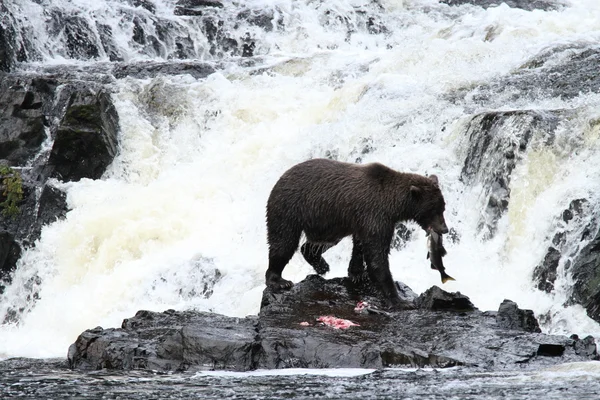 Bären in alaska — Stockfoto