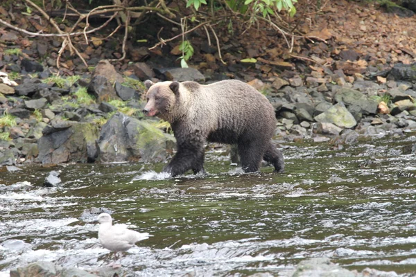 Beren in Alaska — Stockfoto