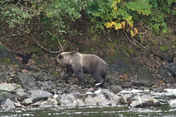 Bears in Alaska — Stock Photo, Image