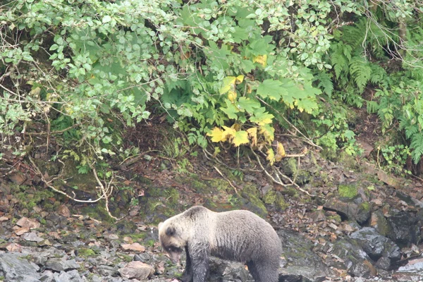 Ursos no Alasca — Fotografia de Stock