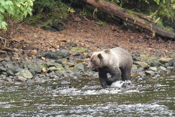 Bären in alaska — Stockfoto