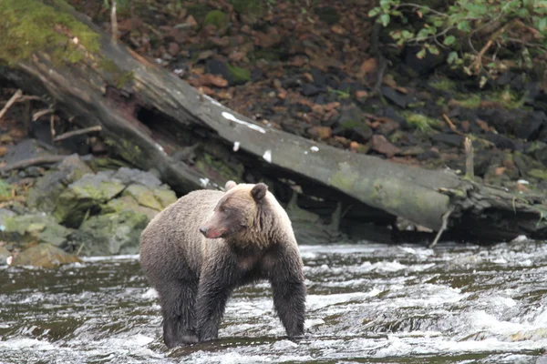 Beren in Alaska — Stockfoto