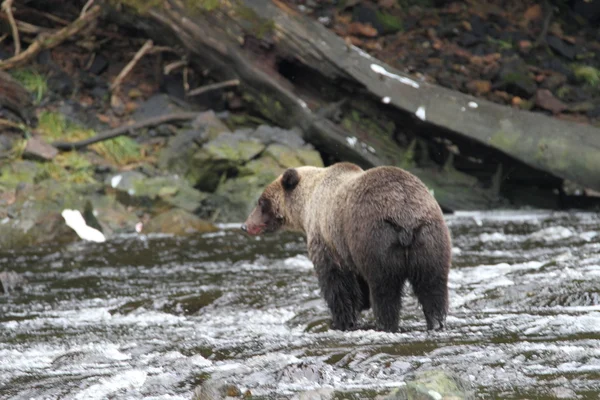 Osos en Alaska — Foto de Stock