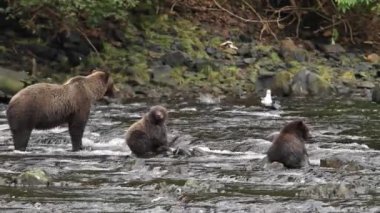Alaska ayıları
