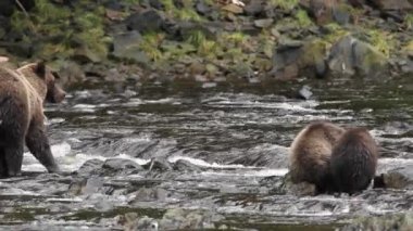 Alaska ayıları