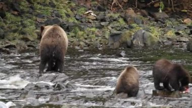 Alaska ayıları