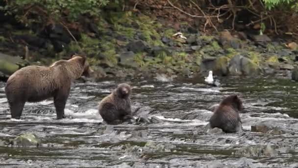 Bears in alaska — Stock Video