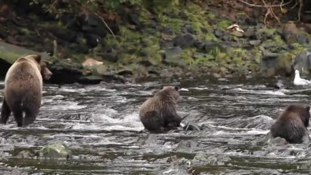 Osos en Alaska — Vídeo de stock