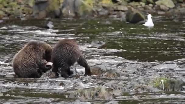 알래스카에서 곰 — 비디오