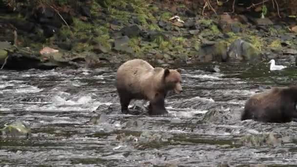 Медведи Аляски — стоковое видео