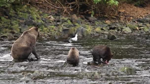 Osos en Alaska — Vídeo de stock