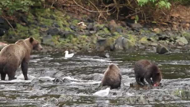 Björnar i Alaska — Stockvideo