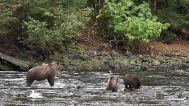 Bears in alaska — Stock Video