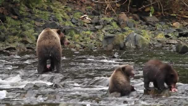 Osos en Alaska — Vídeo de stock