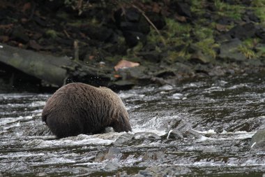Alaska ayıları
