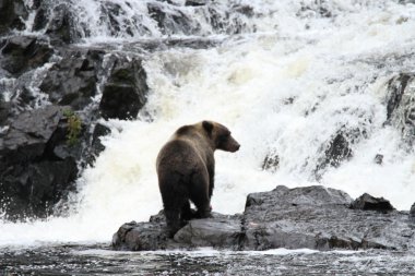 Alaska ayıları