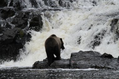 Alaska ayıları