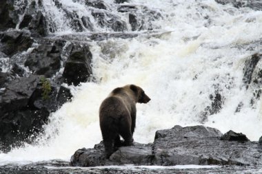 Alaska ayıları