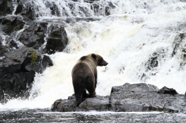 Alaska ayıları